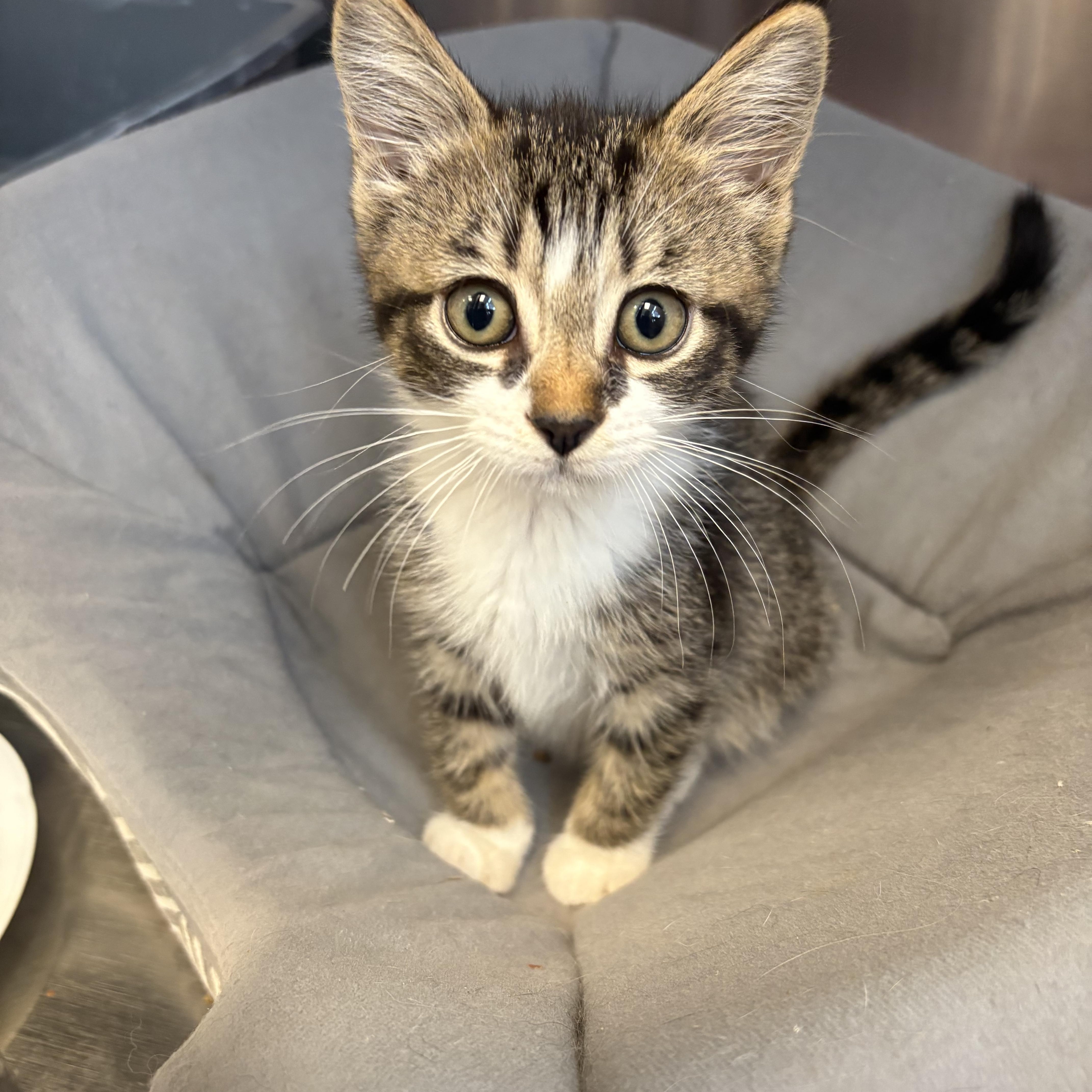 Lavender, an adopted Domestic Short Hair in Everett, ON image 2/4