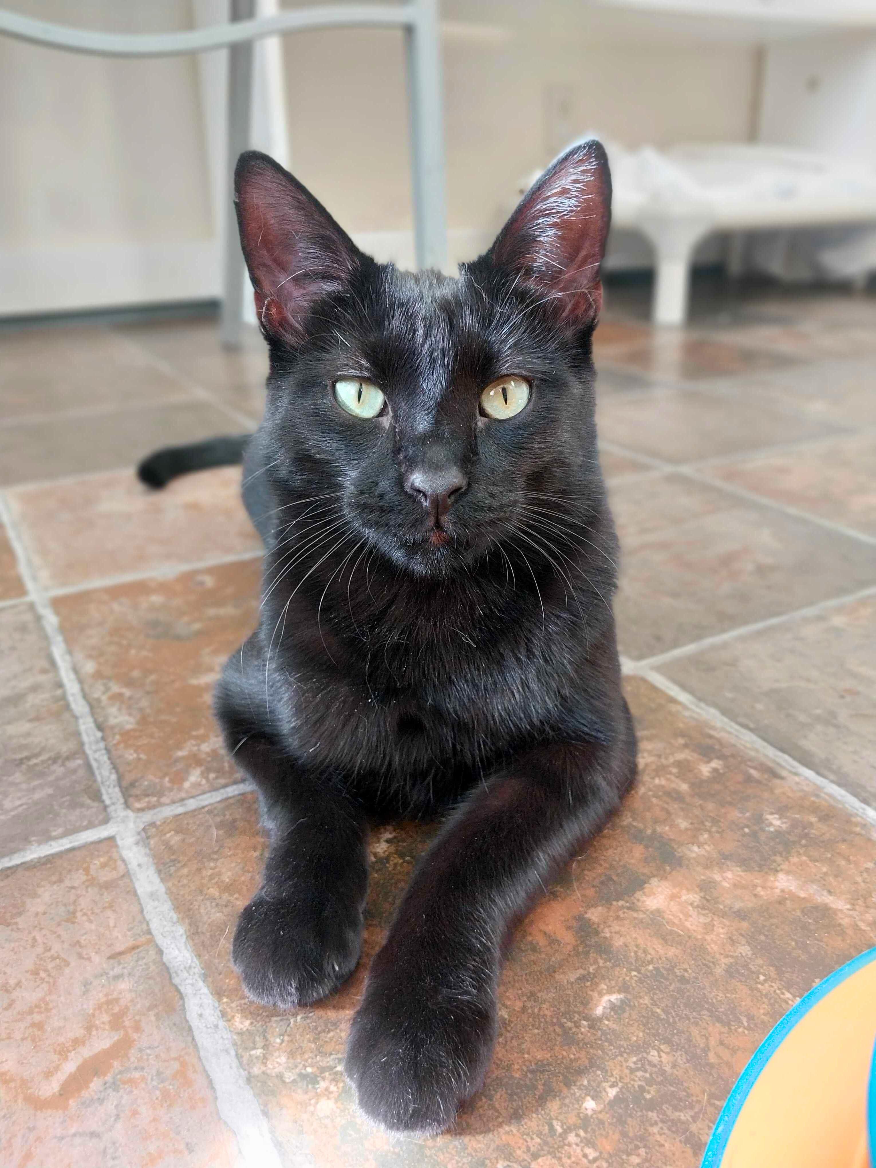 Marty, a Adoptable Domestic Short Hair in Ridgway, CO image 1/5