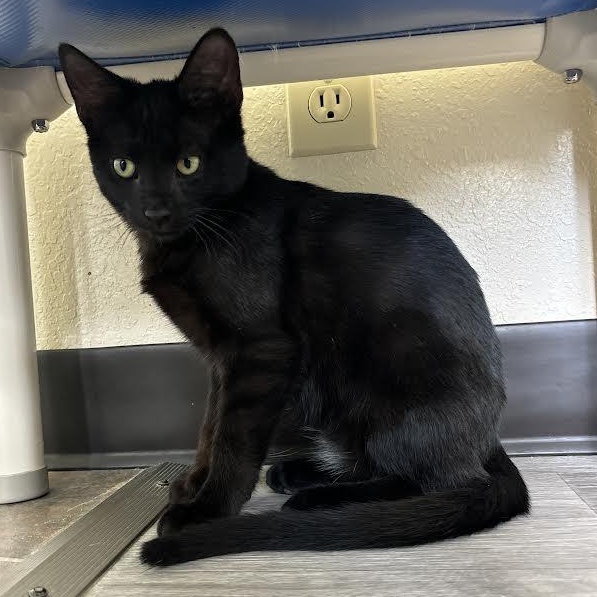 Marty, a Adoptable Domestic Short Hair in Ridgway, CO image 4/5