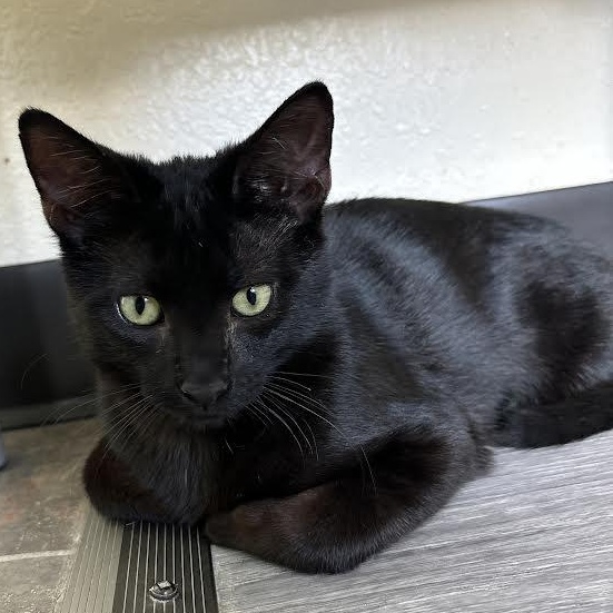 Marty, a Adoptable Domestic Short Hair in Ridgway, CO image 3/5