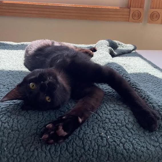 Marty, a Adoptable Domestic Short Hair in Ridgway, CO image 5/5