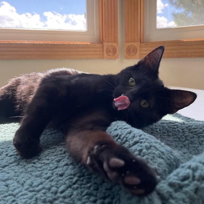 Marty, a Adoptable Domestic Short Hair in Ridgway, CO image 2/5