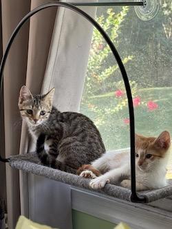 Taylor, Adoptable, Young Female Domestic Short Hair & Domestic Short Hair.