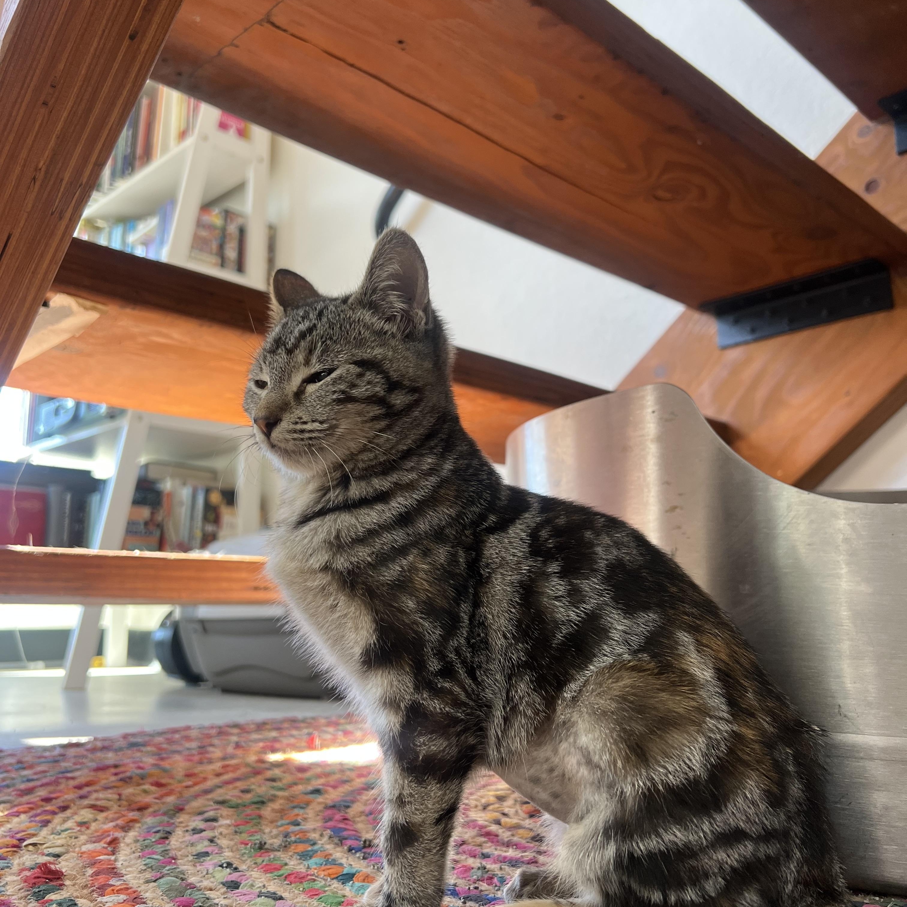 Enlarge Phoebe, a ADOPTABLE Domestic Short Hair in San Diego, CA image 6/6