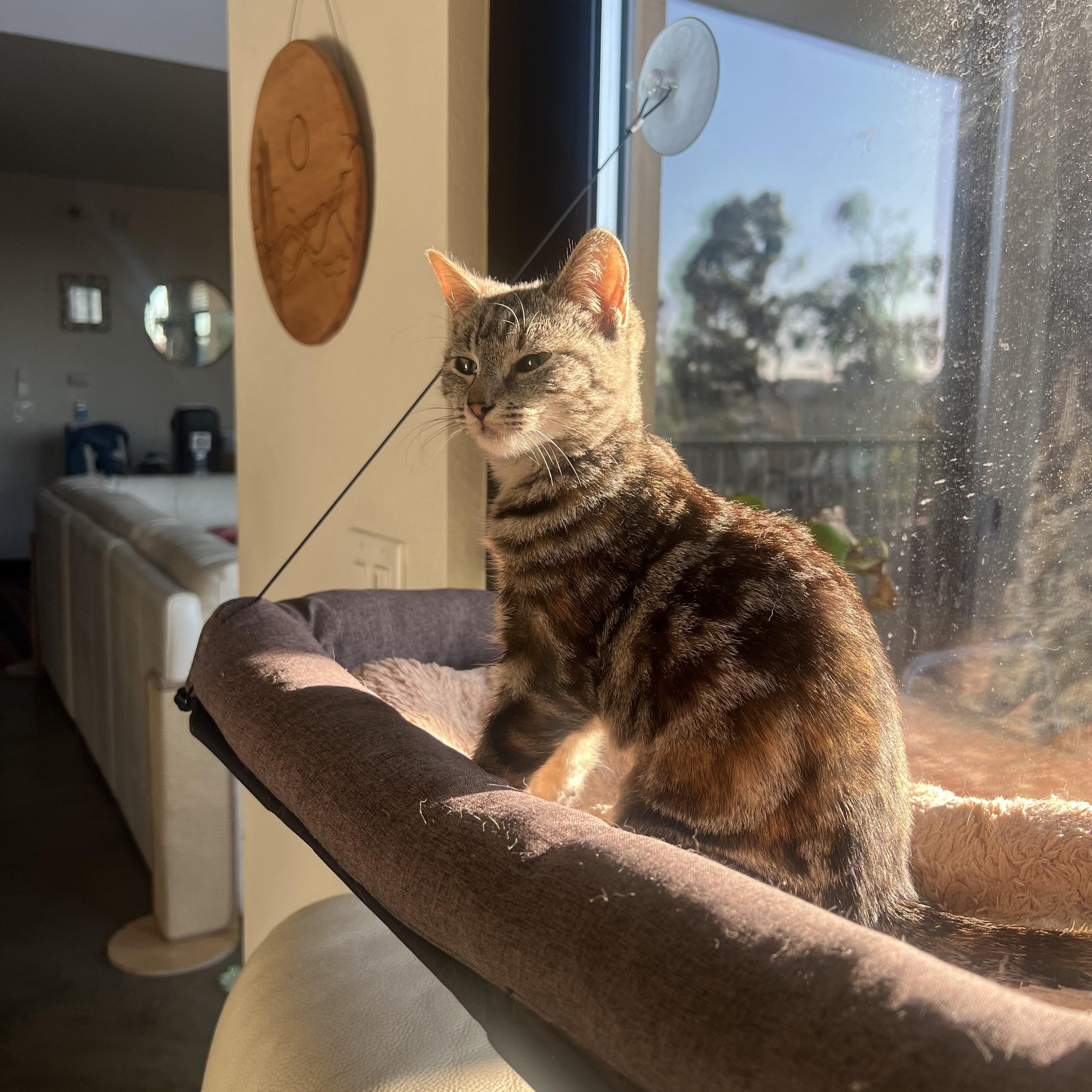 Enlarge Phoebe, a ADOPTABLE Domestic Short Hair in San Diego, CA image 5/6