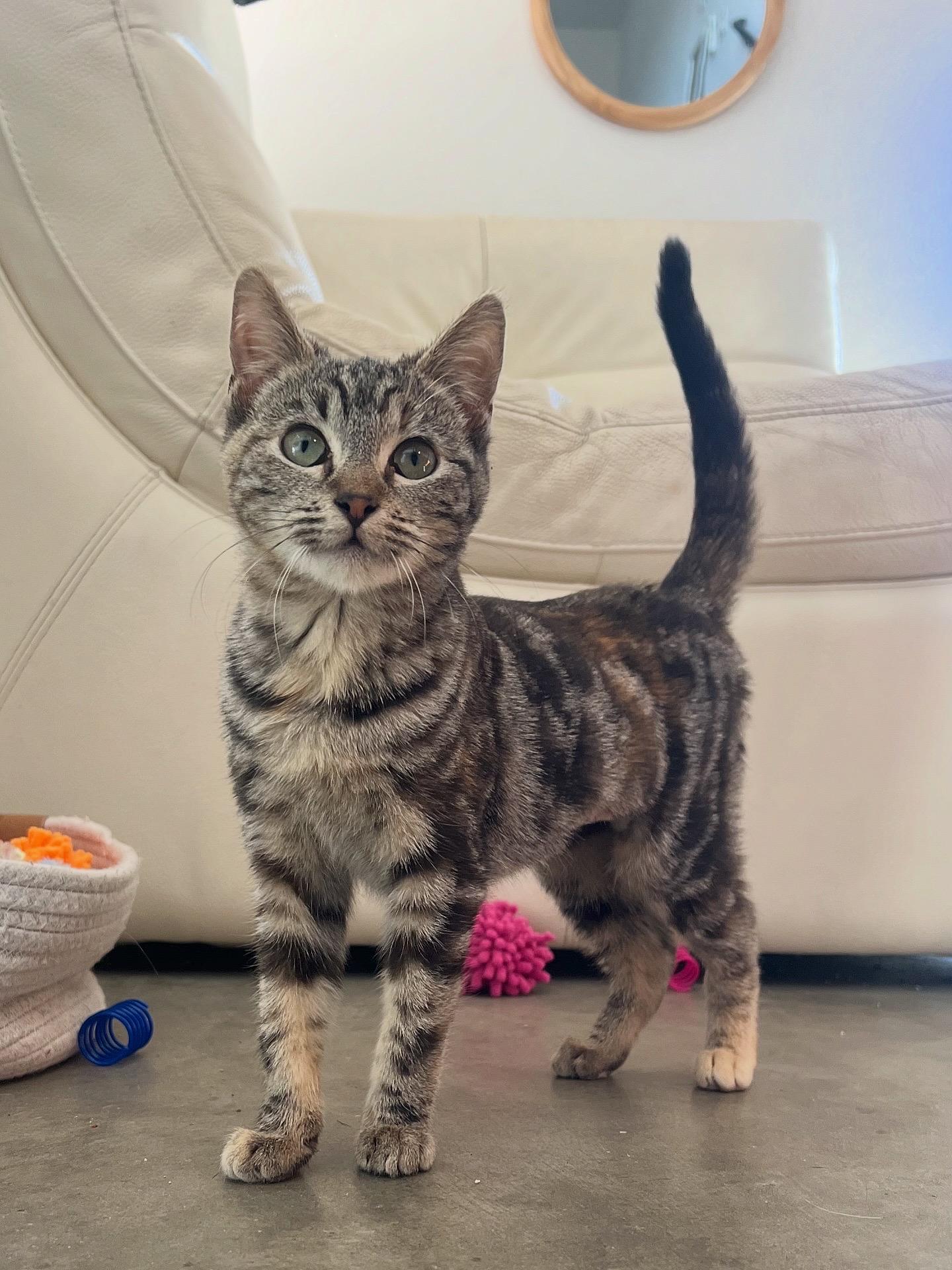 Enlarge Phoebe, a ADOPTABLE Domestic Short Hair in San Diego, CA image 2/6