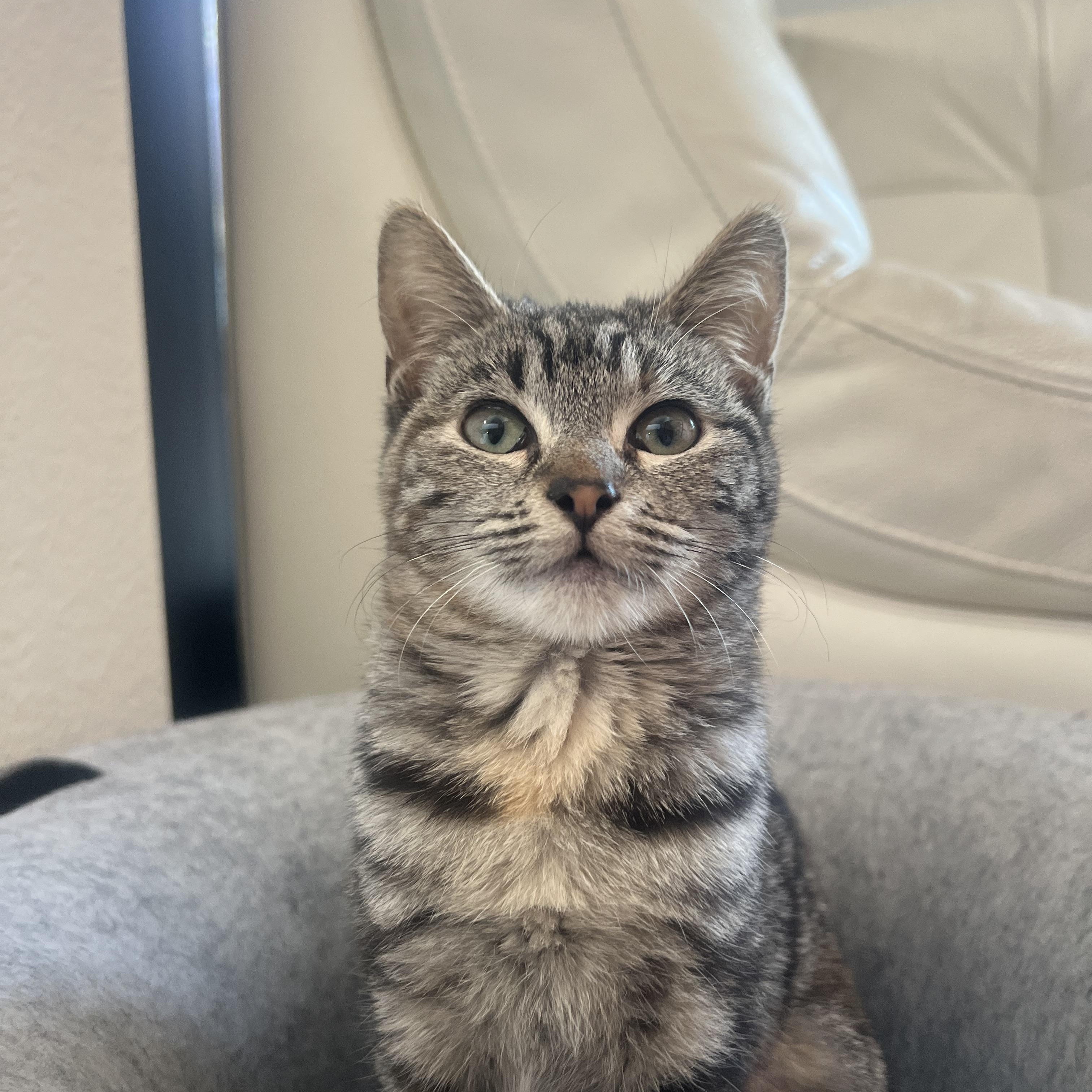 Enlarge Phoebe, a ADOPTABLE Domestic Short Hair in San Diego, CA image 4/6