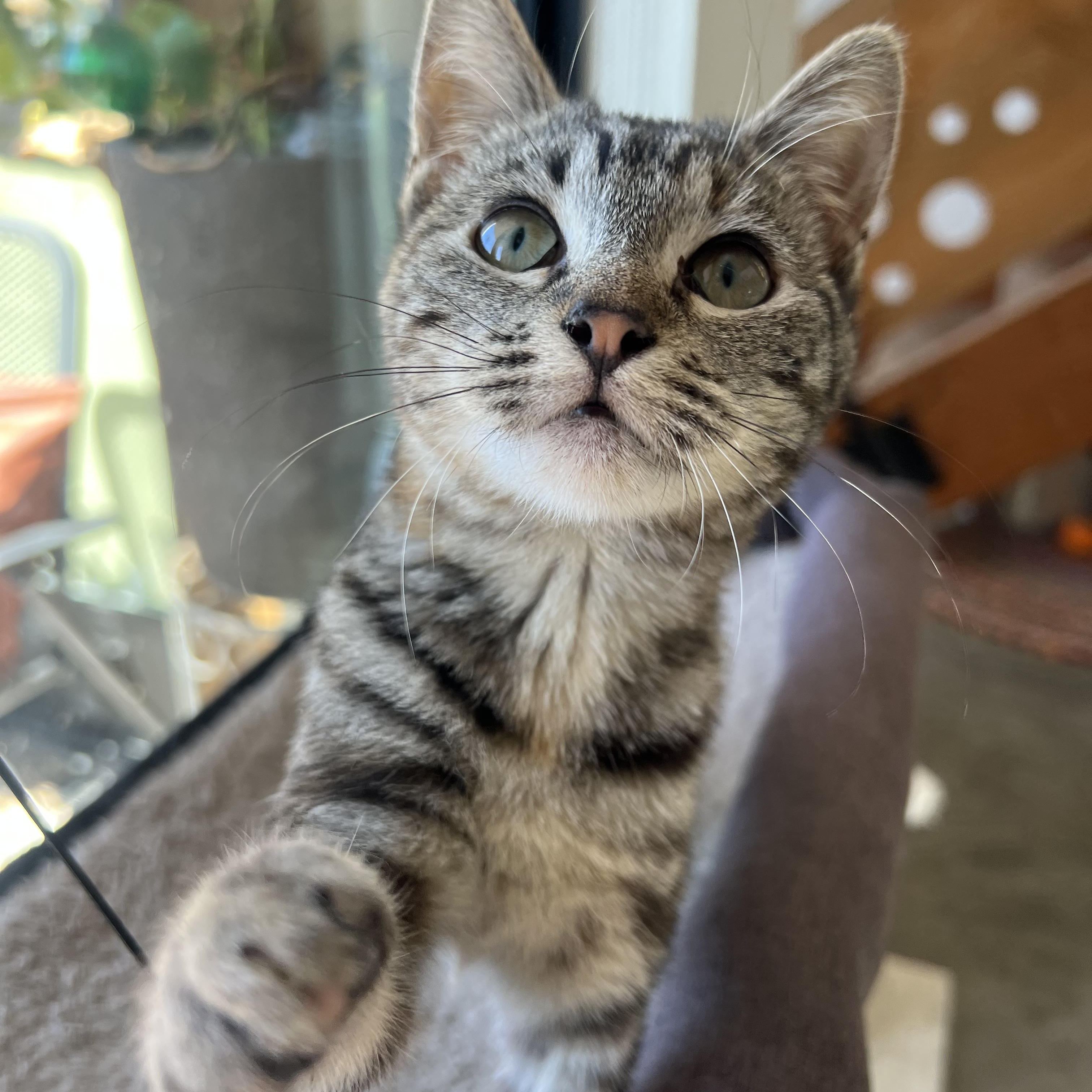 Enlarge Phoebe, a ADOPTABLE Domestic Short Hair in San Diego, CA image 1/6