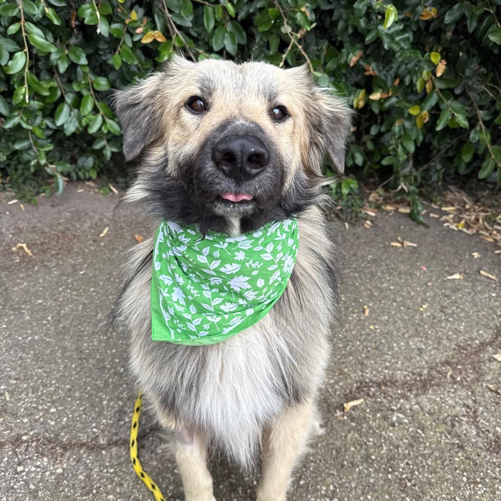 Wooly, Adoptable, Adult Male Australian Shepherd & Mixed Breed.