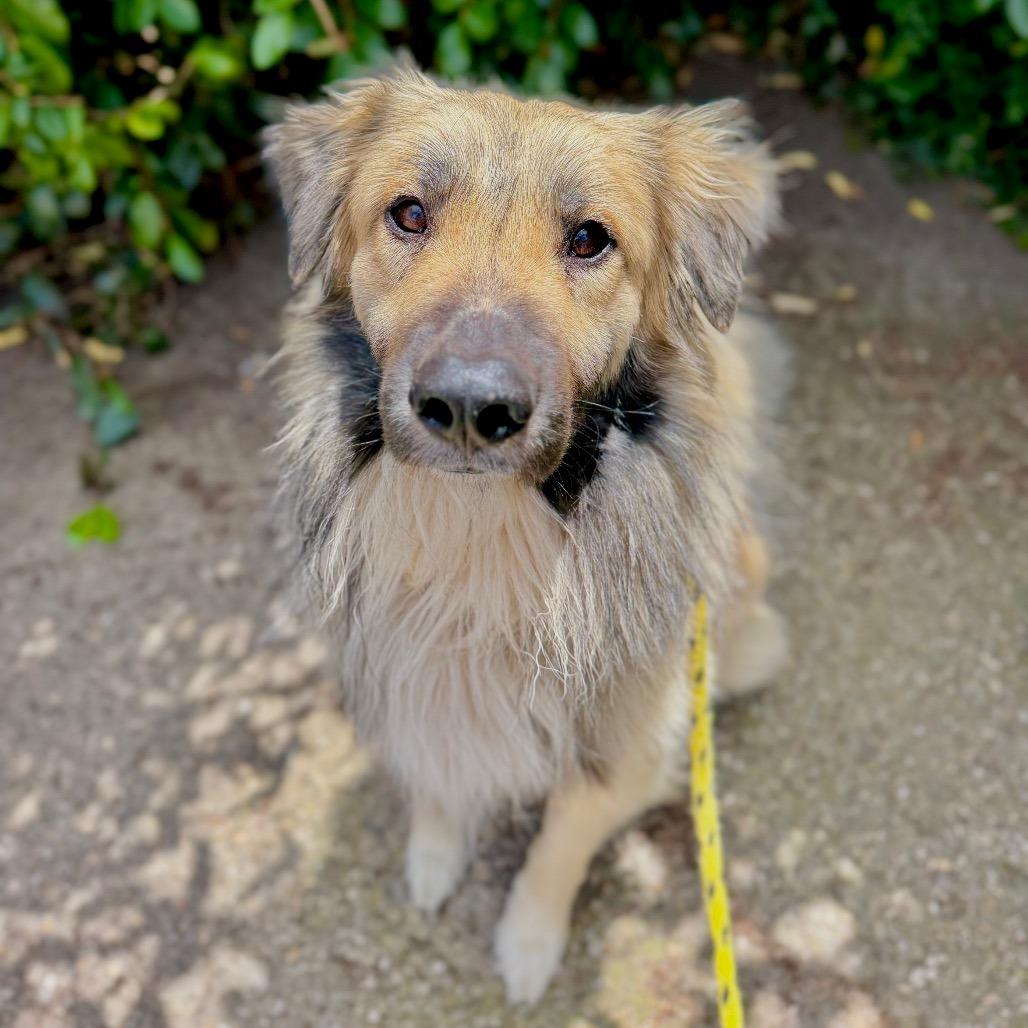 Enlarge Wooly, a Adoptable mixed breed in Santa Barbara, CA image 2/6
