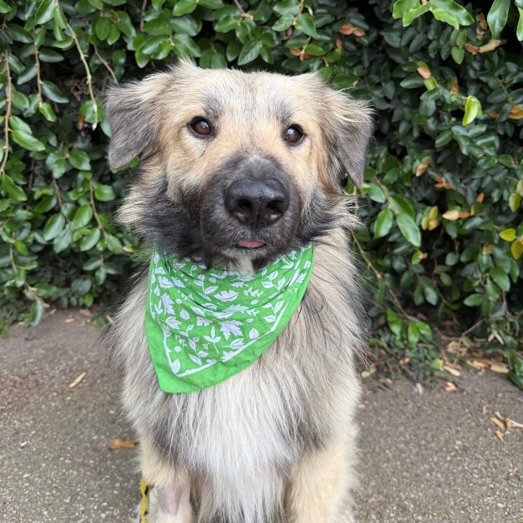 Enlarge Wooly, a Adoptable mixed breed in Santa Barbara, CA image 3/6