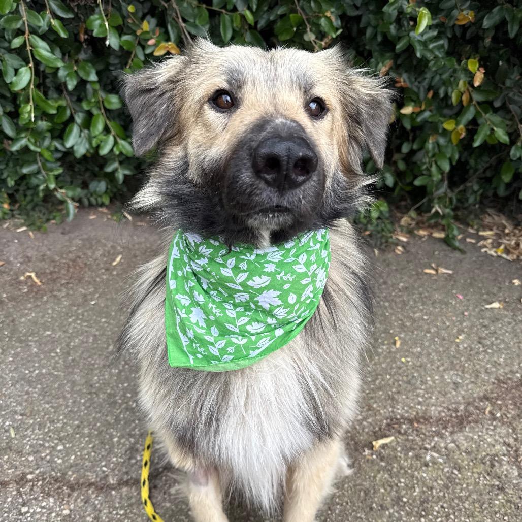 Enlarge Wooly, a Adoptable mixed breed in Santa Barbara, CA image 4/6