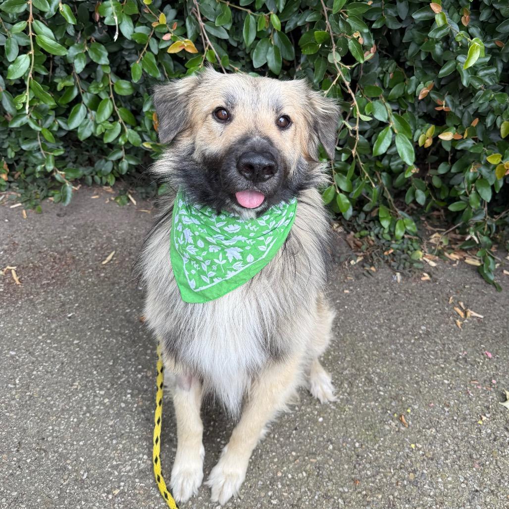 Enlarge Wooly, a Adoptable mixed breed in Santa Barbara, CA image 5/6
