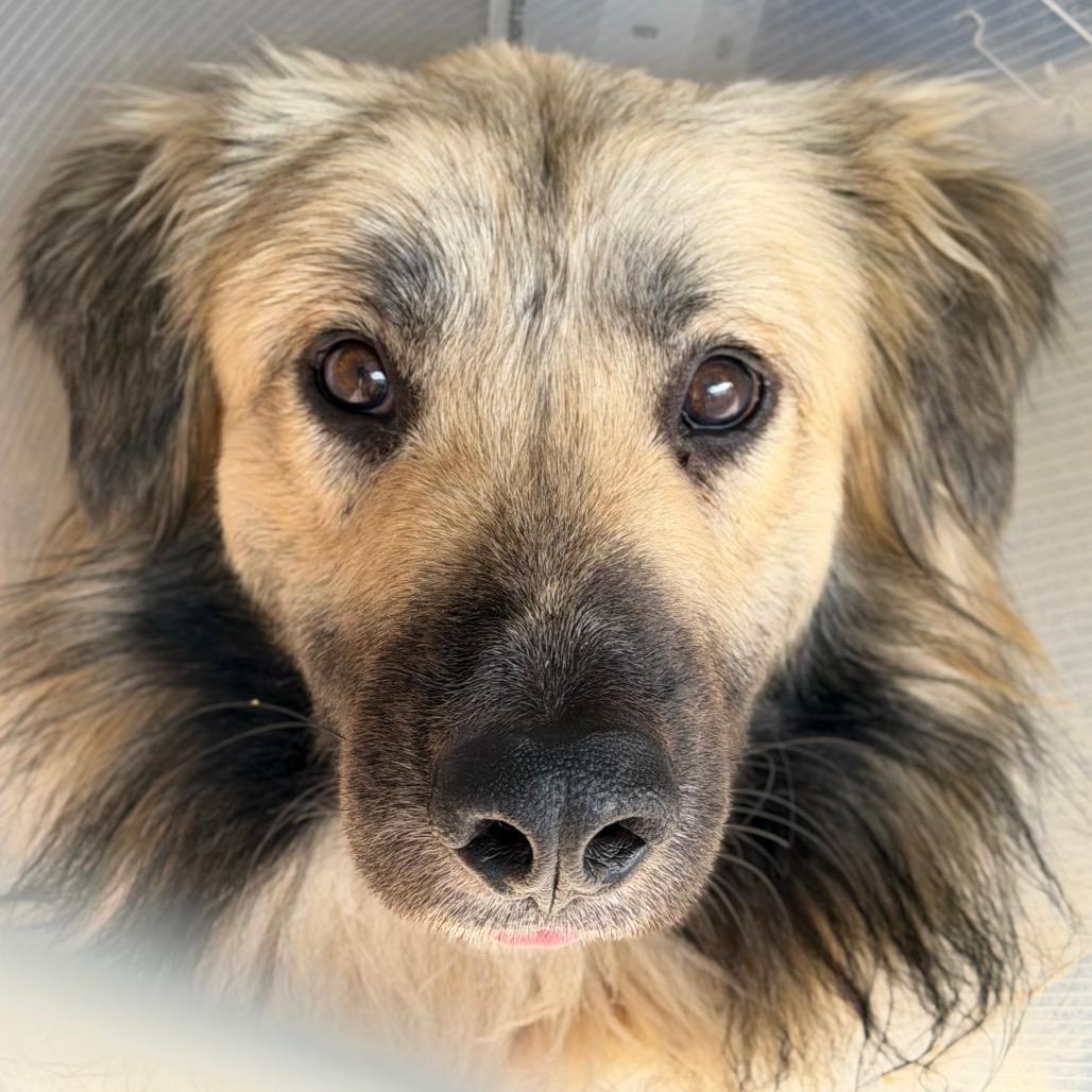 Enlarge Wooly, a Adoptable mixed breed in Santa Barbara, CA image 6/6
