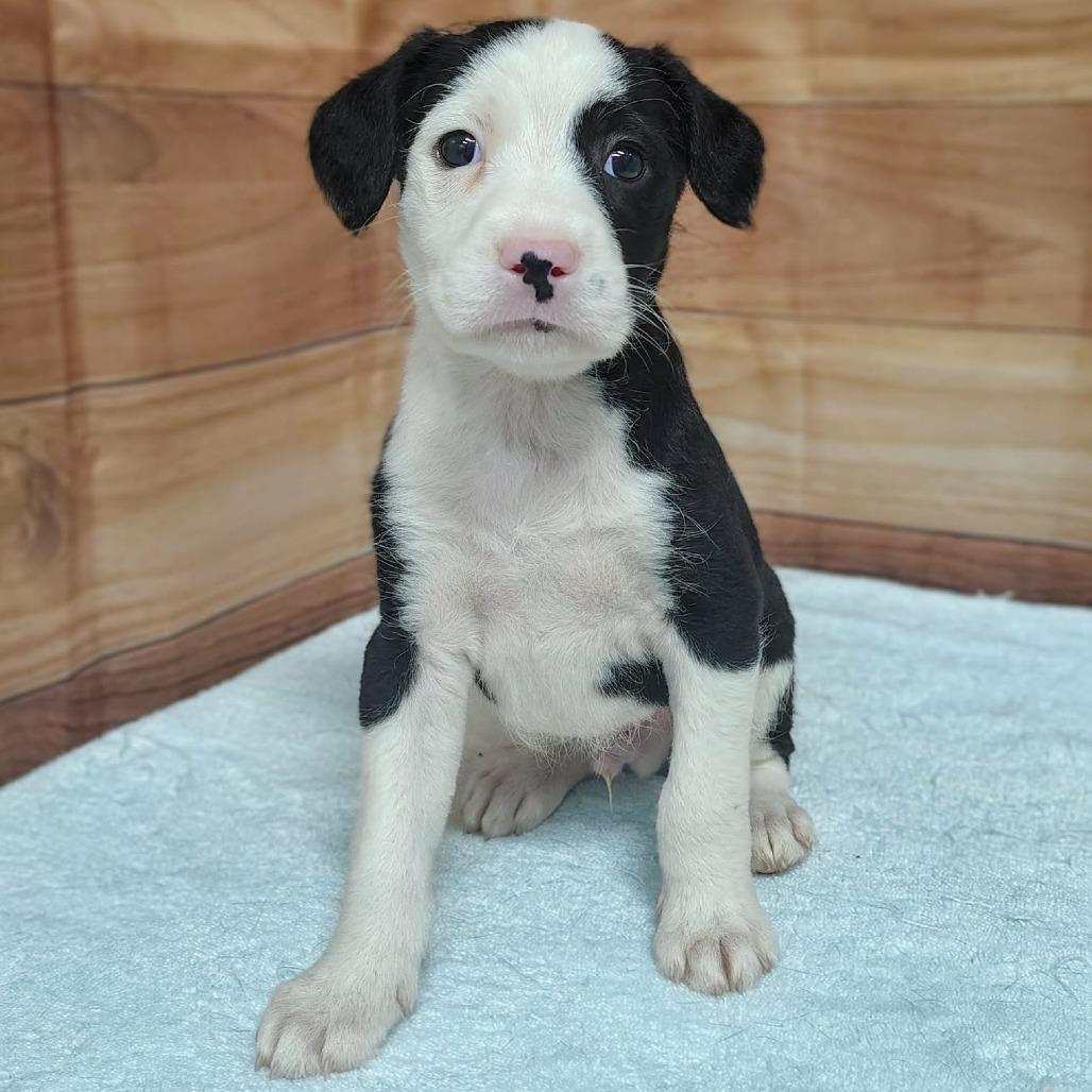 Saint, Adoptable, Puppy Male Standard Poodle & Mixed Breed.