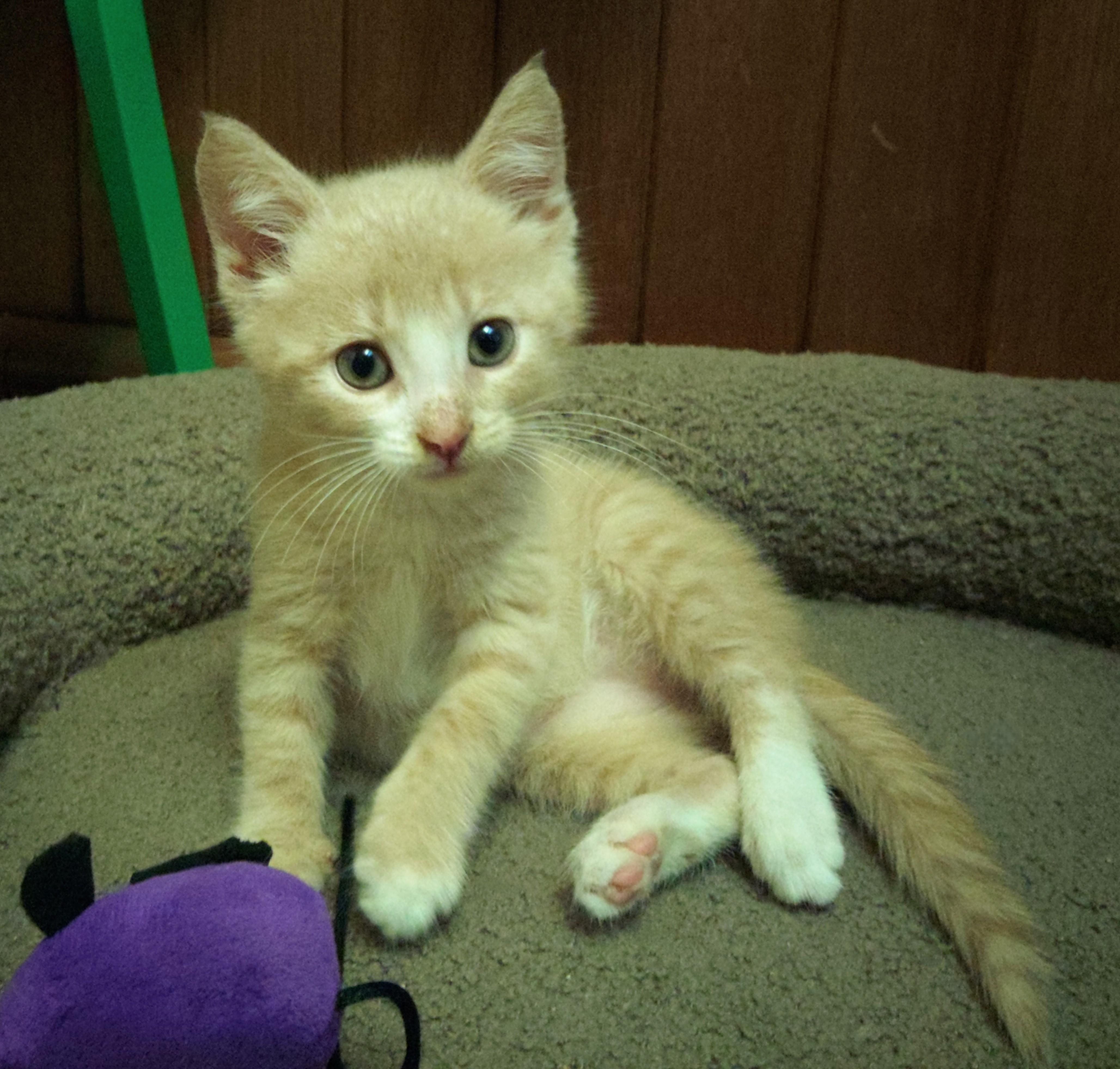 Arthur (A Litter)