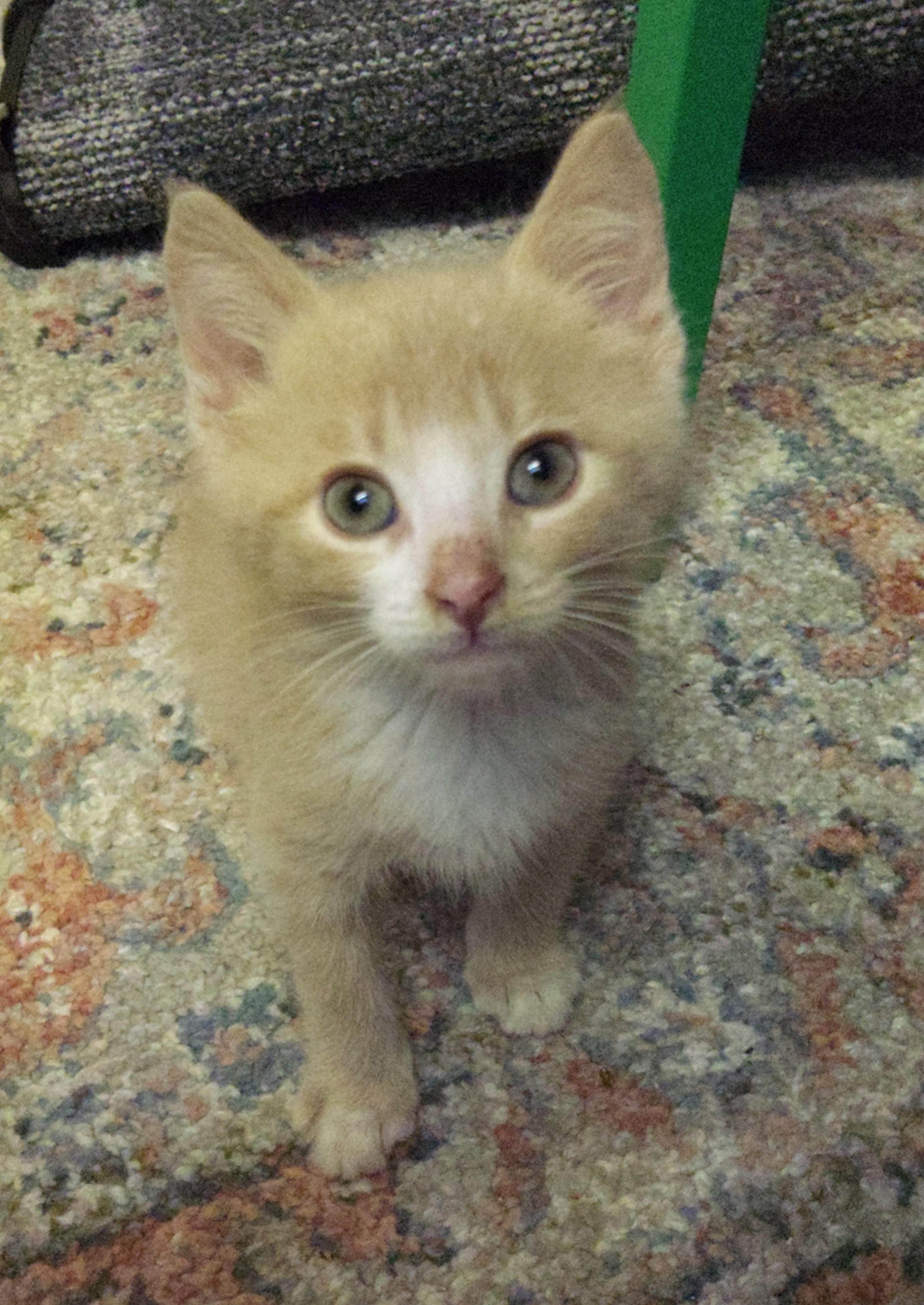 Arthur (A Litter), Young Male unknown