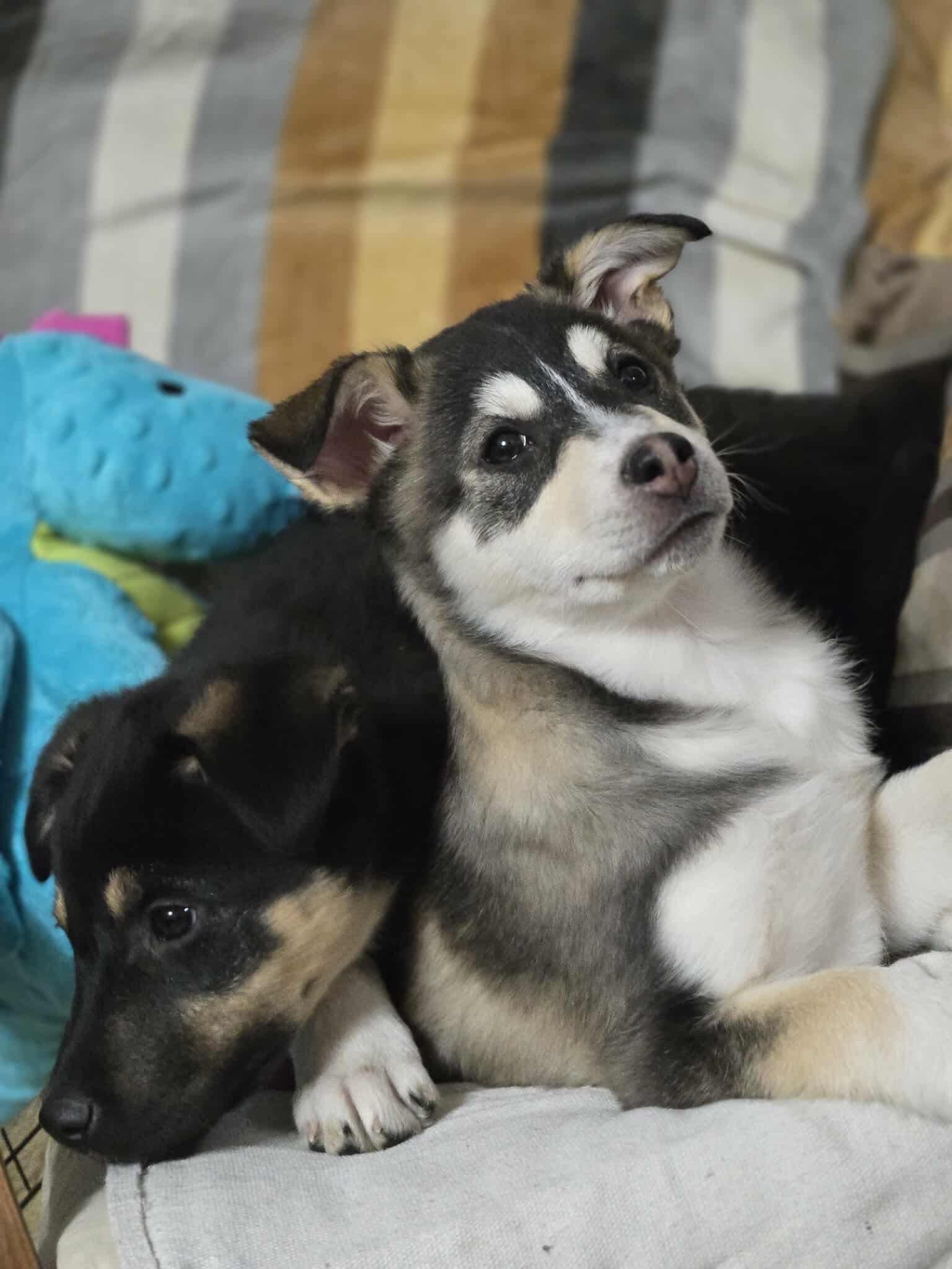 Pinky, a Adoptable mixed breed in Winnipeg, MB image 3/6