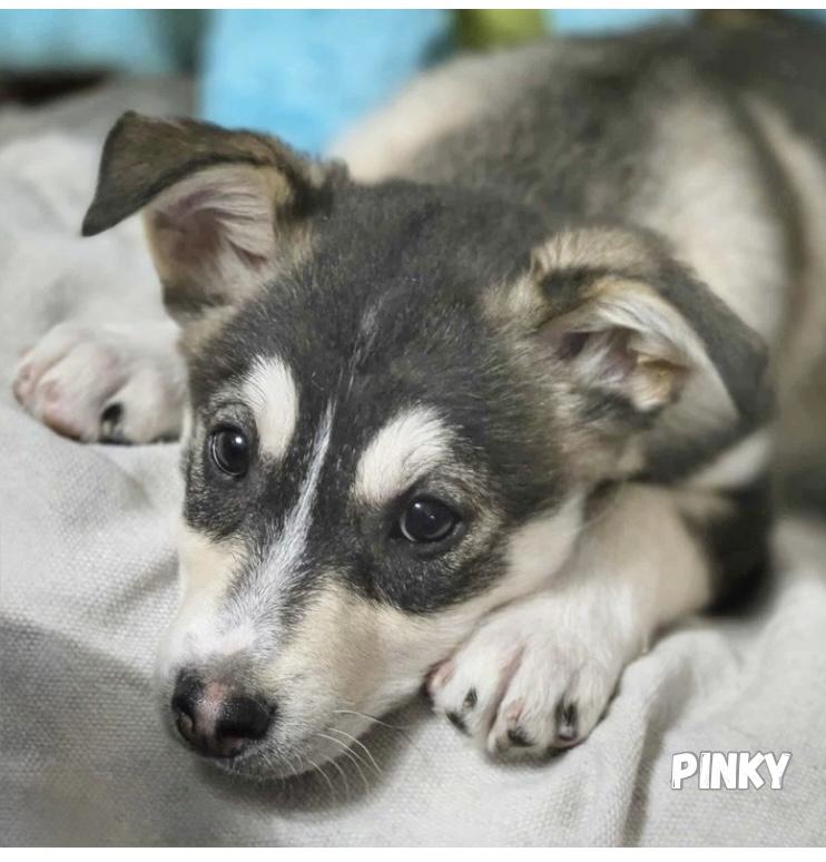 Pinky, a Adoptable mixed breed in Winnipeg, MB image 1/6