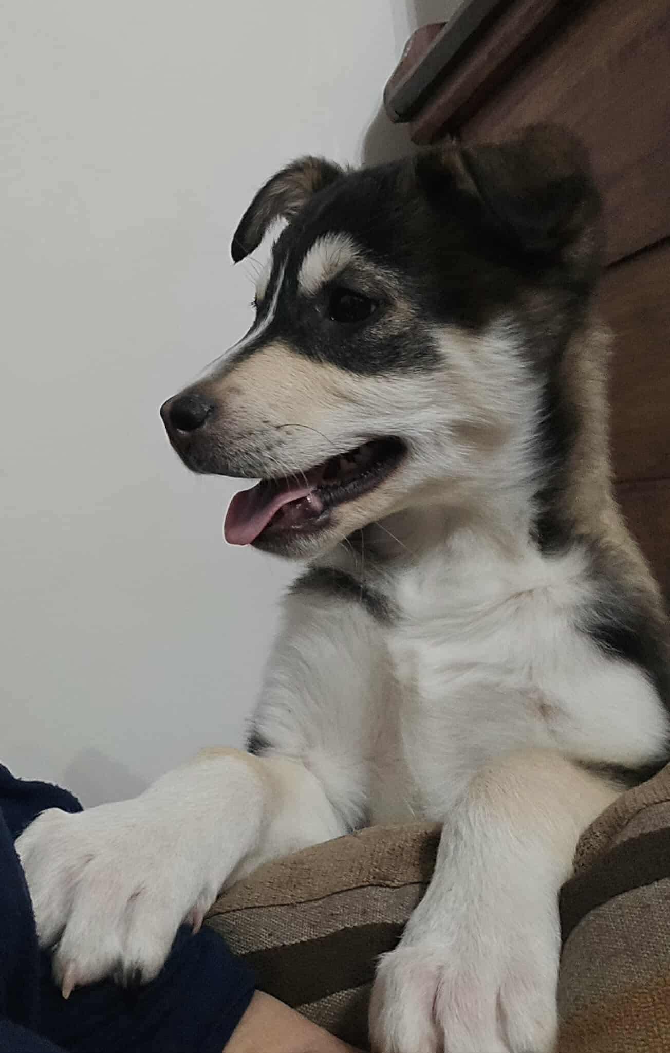 Pinky, a Adoptable mixed breed in Winnipeg, MB image 5/6