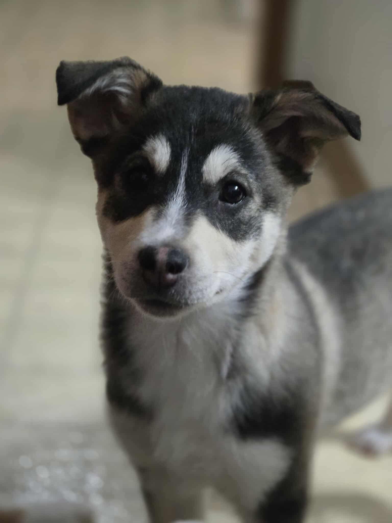 Pinky, a Adoptable mixed breed in Winnipeg, MB image 4/6