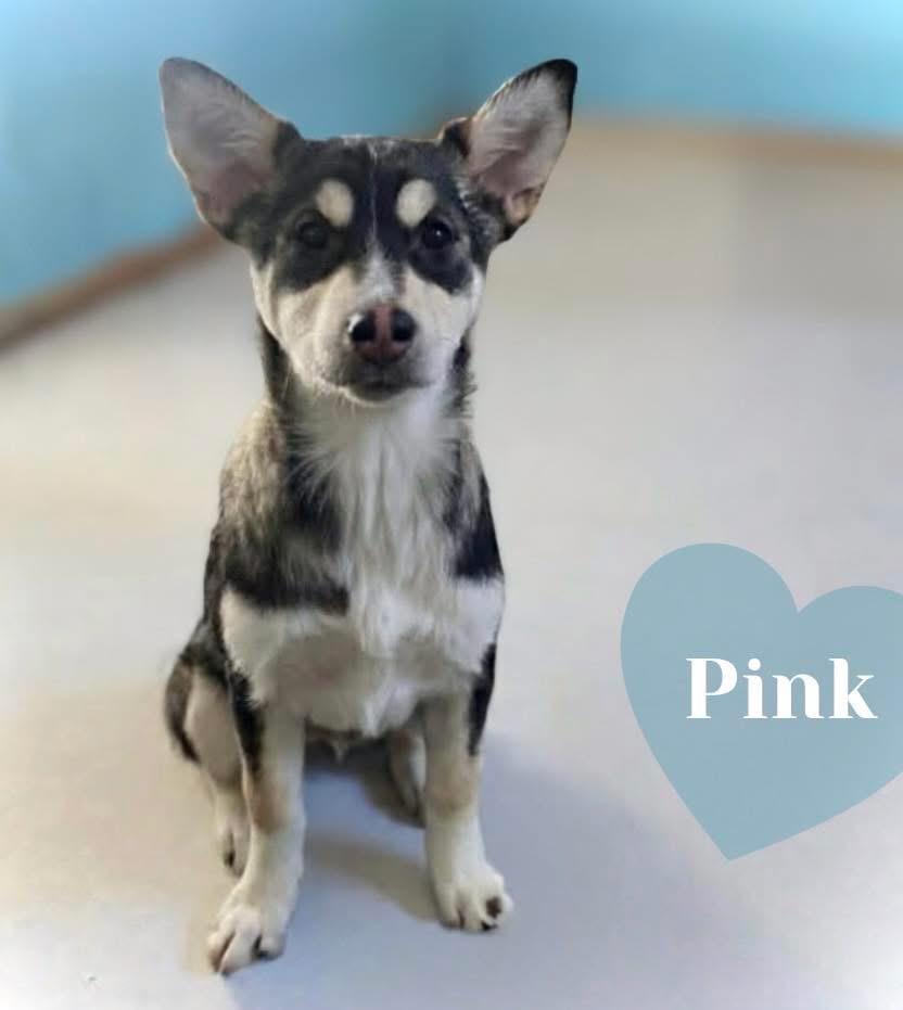 Pinky, Adoptable, Puppy Female Shepherd.
