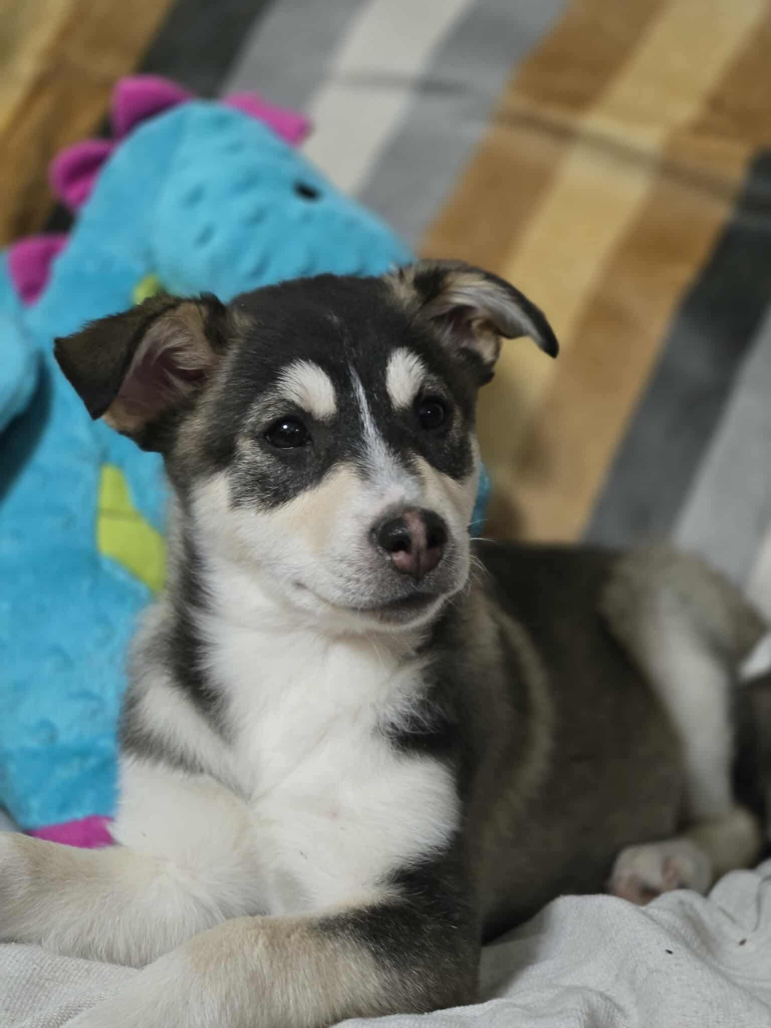 Pinky, a Adoptable mixed breed in Winnipeg, MB image 6/6