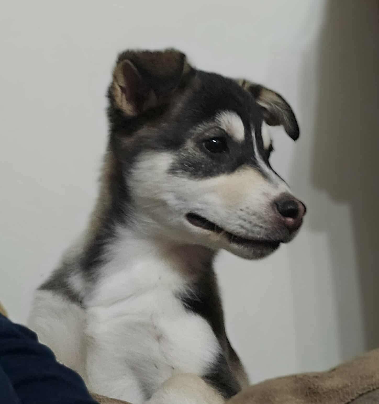 Pinky, a Adoptable mixed breed in Winnipeg, MB image 2/6