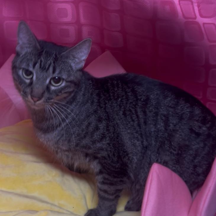 Enlarge Thing 2, a Adoptable Domestic Short Hair in Floresville, TX image 1/6