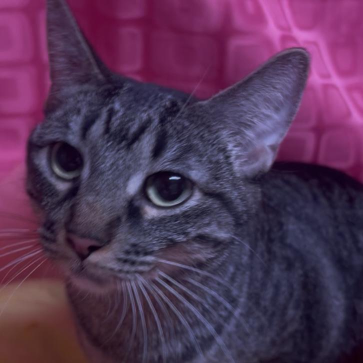 Enlarge Thing 2, a Adoptable Domestic Short Hair in Floresville, TX image 2/6