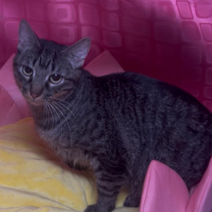 Enlarge Thing 2, a Adoptable Domestic Short Hair in Floresville, TX image 3/6