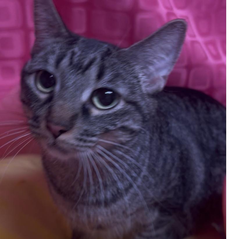 Enlarge Thing 2, a Adoptable Domestic Short Hair in Floresville, TX image 4/6