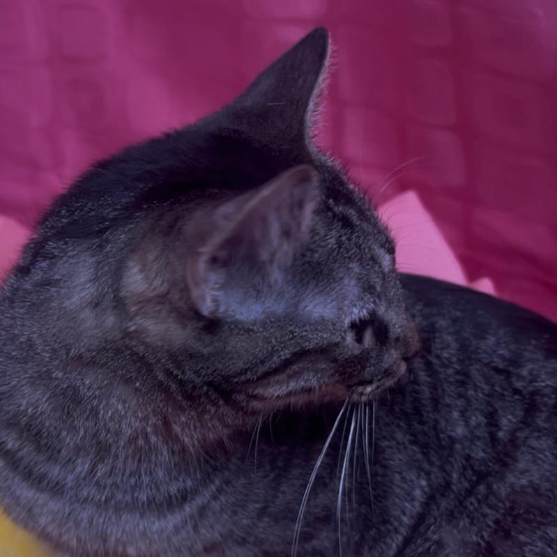 Enlarge Thing 2, a Adoptable Domestic Short Hair in Floresville, TX image 5/6