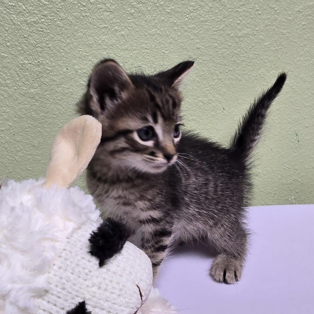 Enlarge Thing 2, a Adoptable Domestic Short Hair in Floresville, TX image 6/6