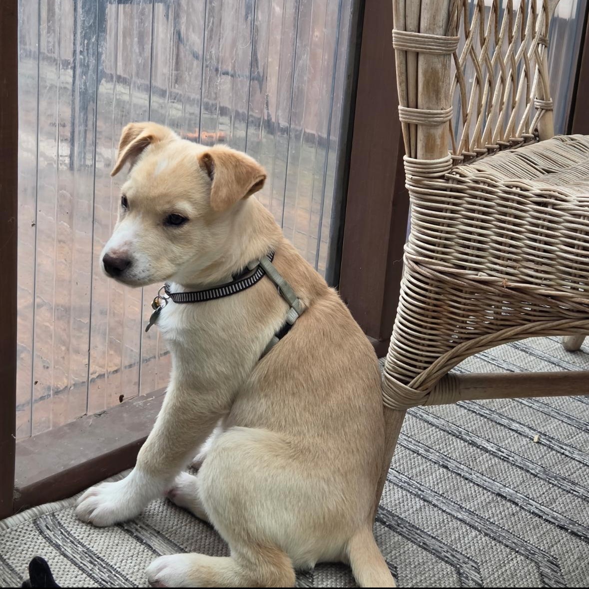 Enlarge Amber, a Adopted mixed breed in Winnipeg, MB image 3/5
