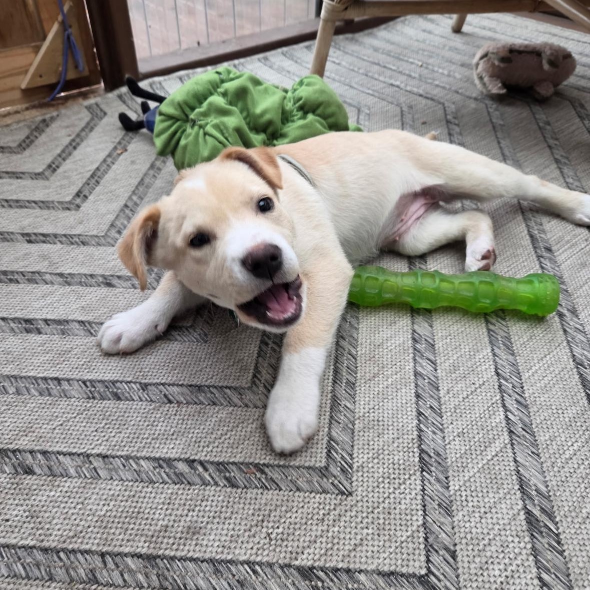 Enlarge Amber, a Adopted mixed breed in Winnipeg, MB image 4/5