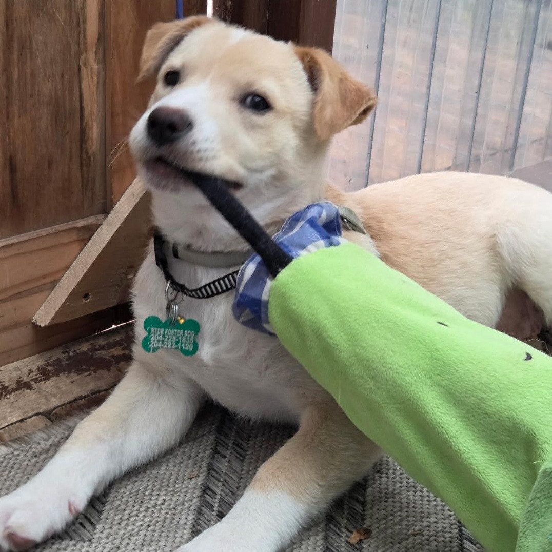 Enlarge Amber, a Adopted mixed breed in Winnipeg, MB image 2/5