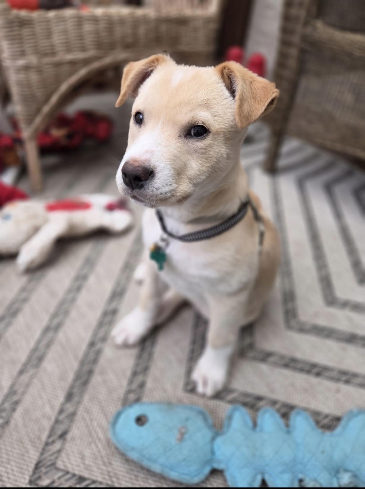 Enlarge Amber, a Adopted mixed breed in Winnipeg, MB image 5/5