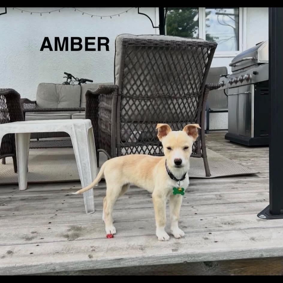 Amber photo