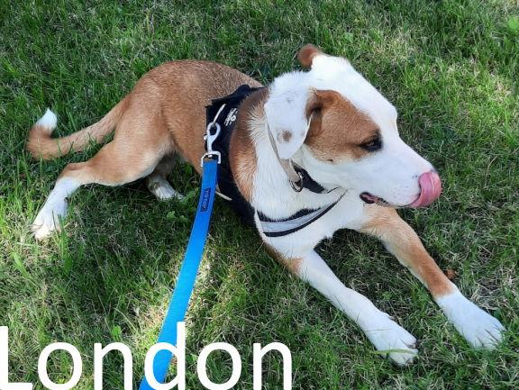 London, Adoptable, Young Female Labrador Retriever & Bull Terrier.