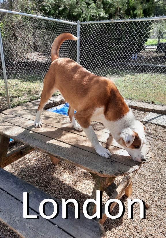 London, a Adoptable mixed breed in Mountain View, AR image 2/3