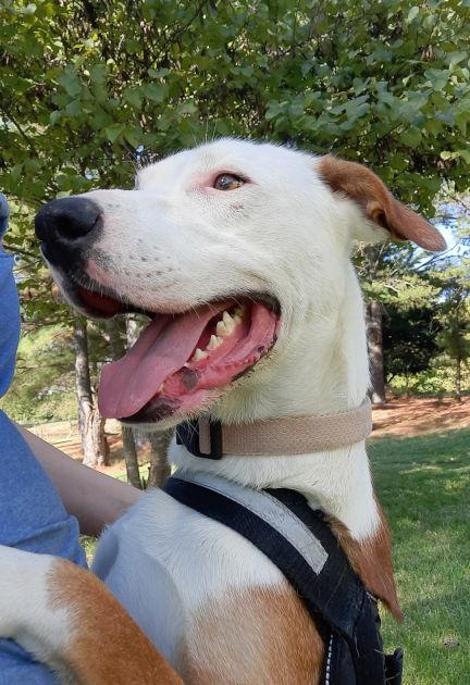 London, a Adoptable mixed breed in Mountain View, AR image 3/3