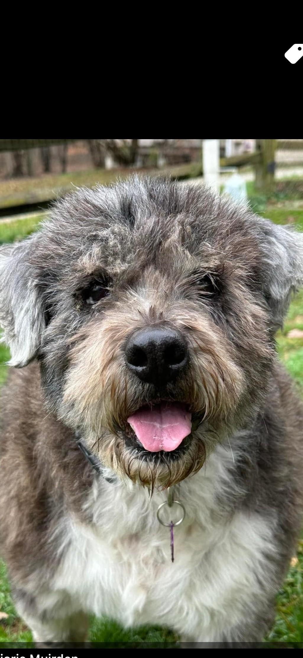 Teddy, Senior Male Chow Chow