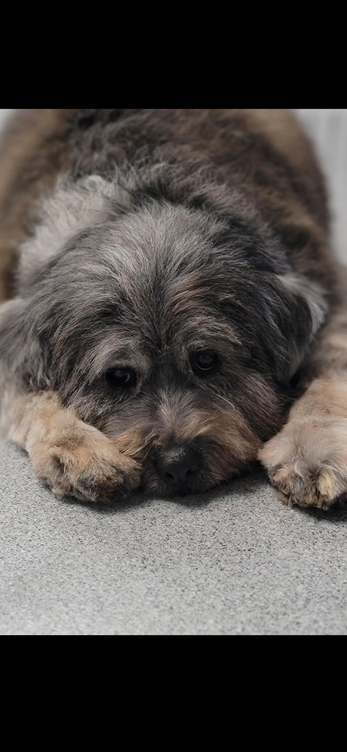 Teddy photo 2