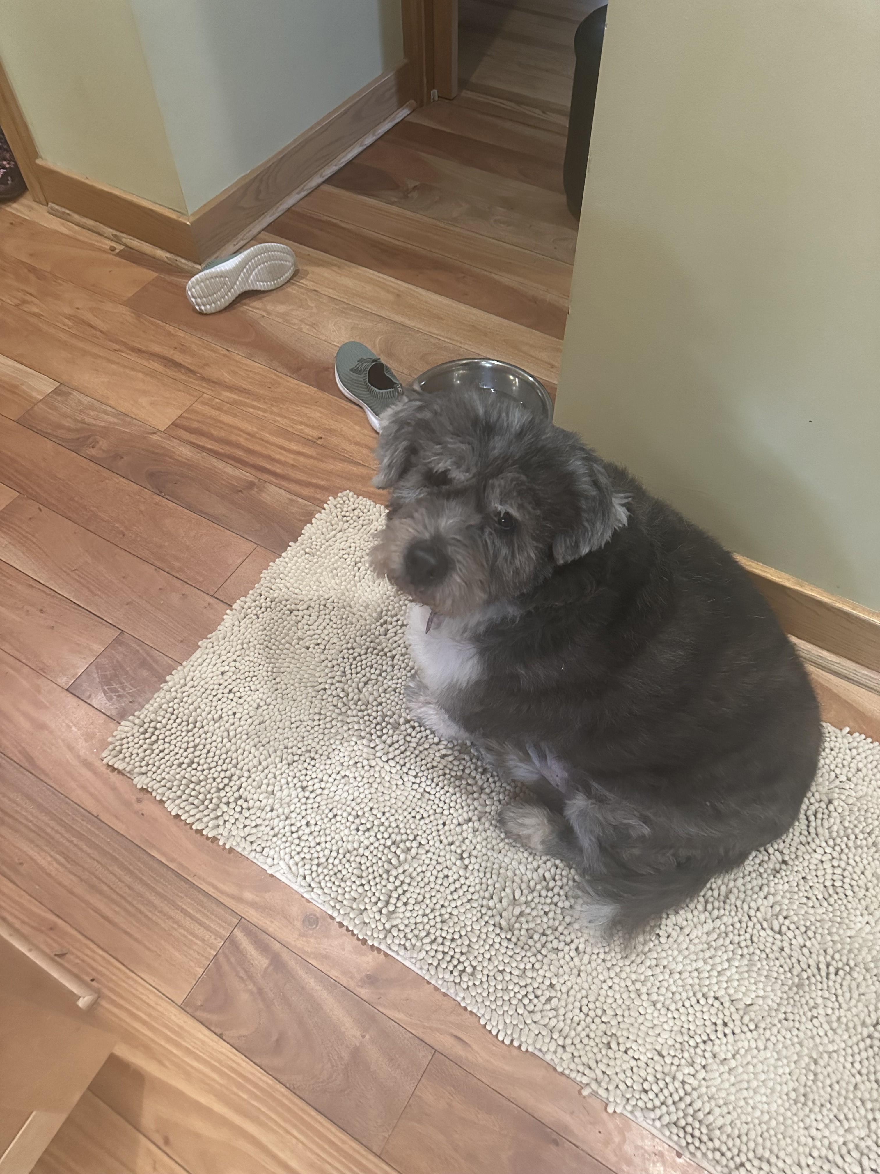 Teddy photo 4