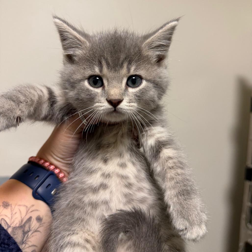 Enlarge Shark Boy, a Adoptable Domestic Short Hair in Cody, WY image 2/4