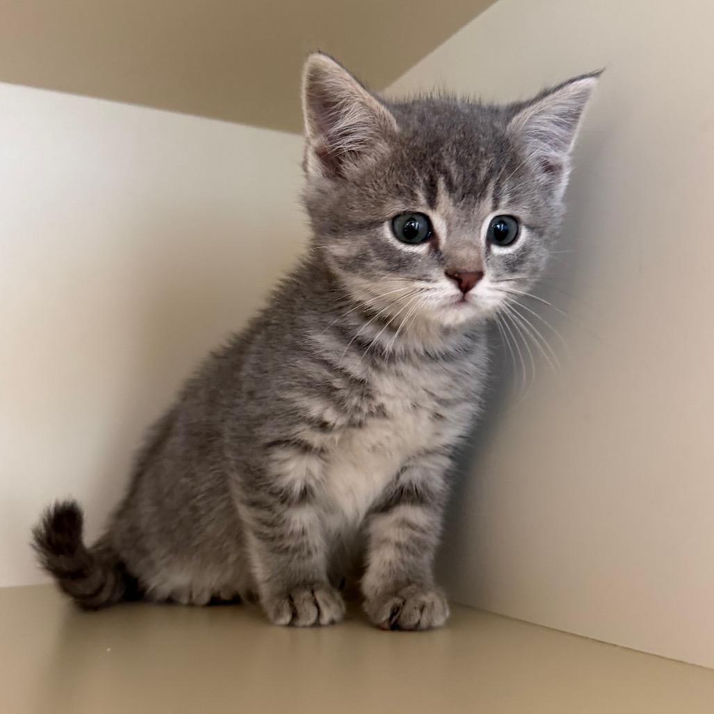 Enlarge Shark Boy, a Adoptable Domestic Short Hair in Cody, WY image 3/4
