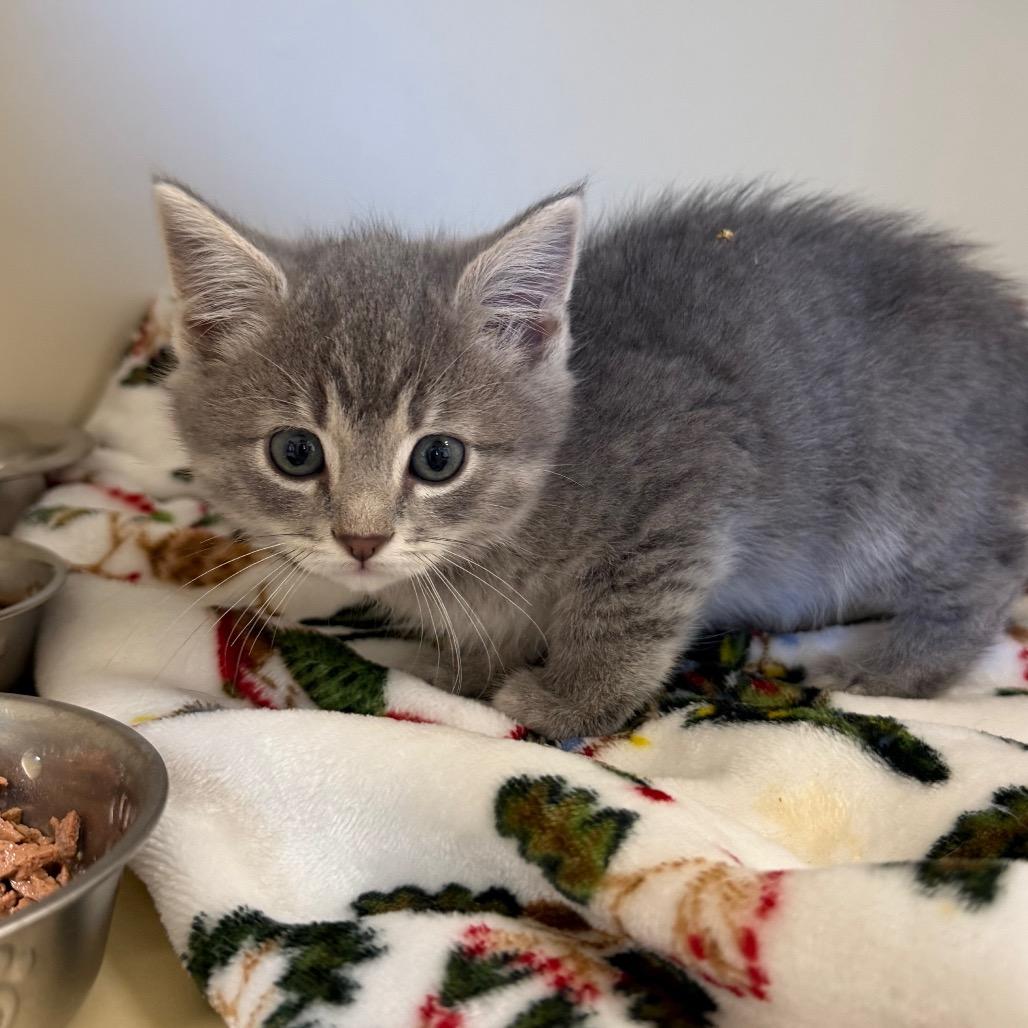 Enlarge Shark Boy, a Adoptable Domestic Short Hair in Cody, WY image 4/4