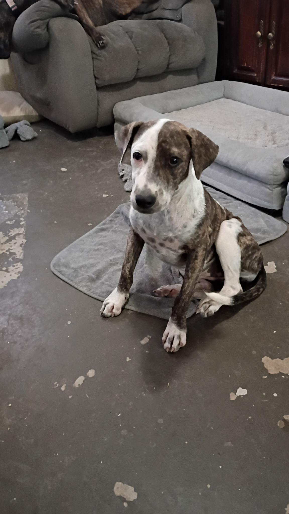 Lulu, Adoptable, Puppy Female Mountain Cur.