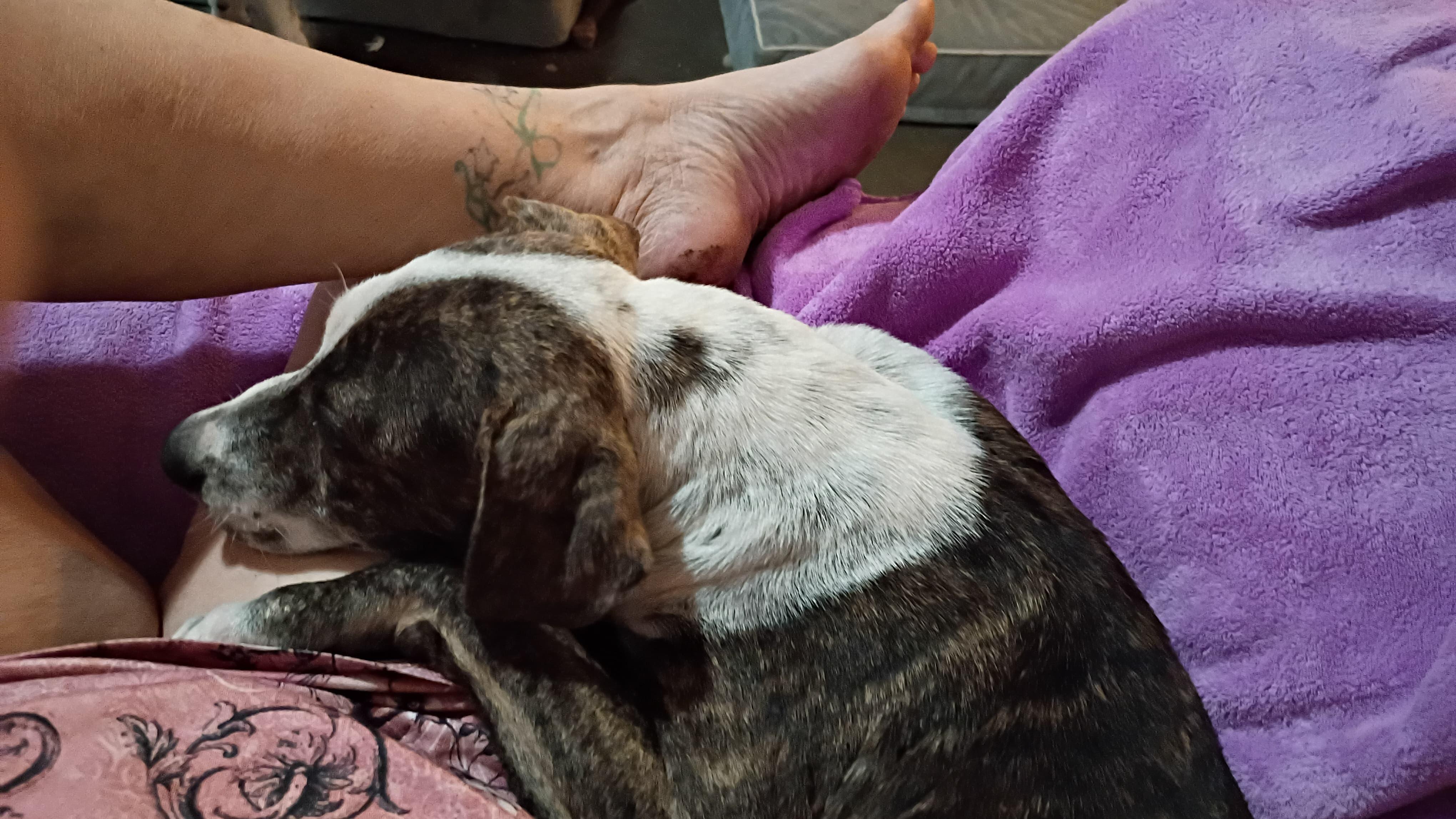 Enlarge Lulu, a Adoptable mixed breed in Pearland, TX image 3/3